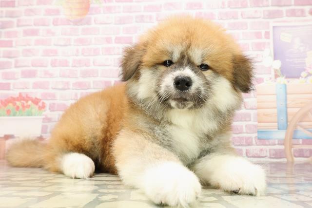 埼玉県の秋田犬 (Coo&RIKUアニマルケアセンター大宮/2025年6月24日生まれ/男の子/赤)の子犬の3枚目の画像