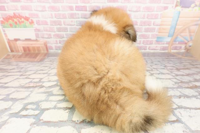 埼玉県の秋田犬 (Coo&RIKUアニマルケアセンター大宮/2025年6月24日生まれ/男の子/赤)の子犬の4枚目の画像