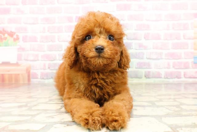 埼玉県のトイプードル(トイ) (Coo&RIKUヤオコー幸手店/2025年6月26日生まれ/男の子/レッド)の子犬の1枚目の画像