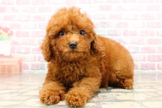 埼玉県のトイプードル(トイ) (Coo&RIKUヤオコー幸手店/2025年6月26日生まれ/男の子/レッド)の子犬の2枚目の画像