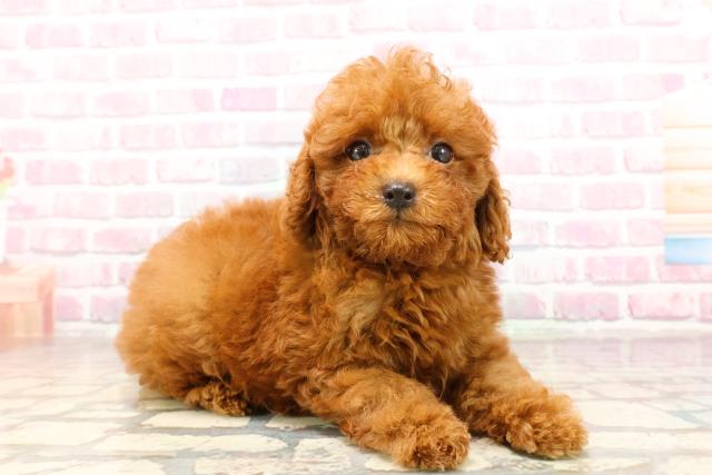 埼玉県のトイプードル(トイ) (Coo&RIKUヤオコー幸手店/2025年6月26日生まれ/男の子/レッド)の子犬の3枚目の画像