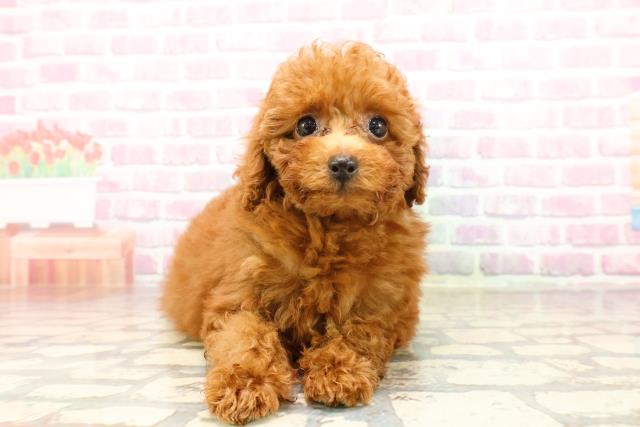 東京都のトイプードル(トイ) (Coo&RIKU吉祥寺店/2025年6月26日生まれ/女の子/レッド)の子犬の1枚目の画像