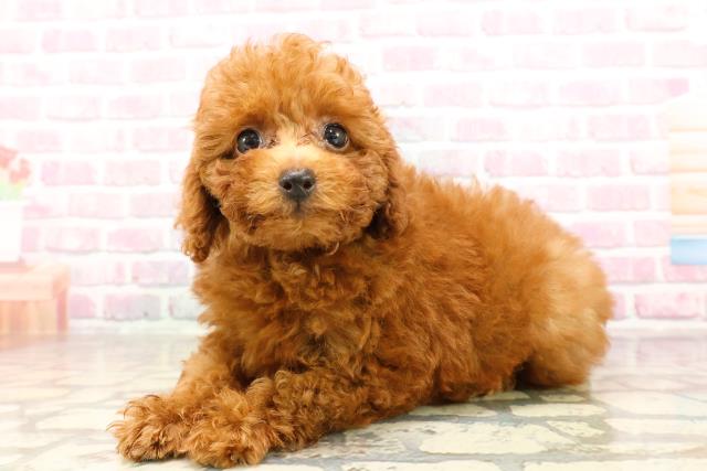 東京都のトイプードル(トイ) (Coo&RIKU吉祥寺店/2025年6月26日生まれ/女の子/レッド)の子犬の2枚目の画像