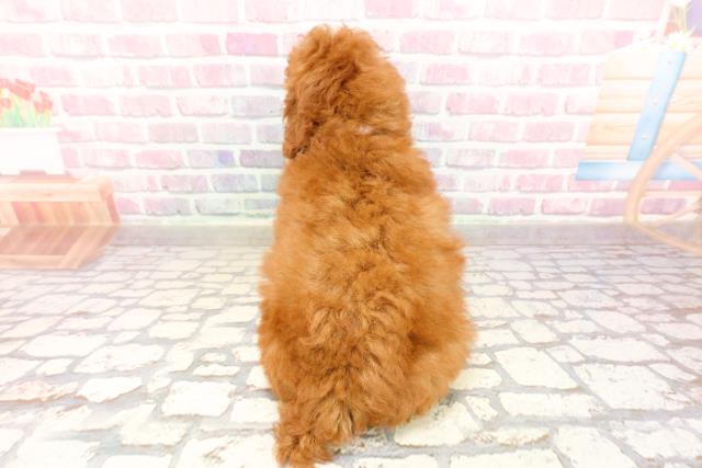 東京都のトイプードル(トイ) (Coo&RIKU吉祥寺店/2025年6月26日生まれ/女の子/レッド)の子犬の4枚目の画像