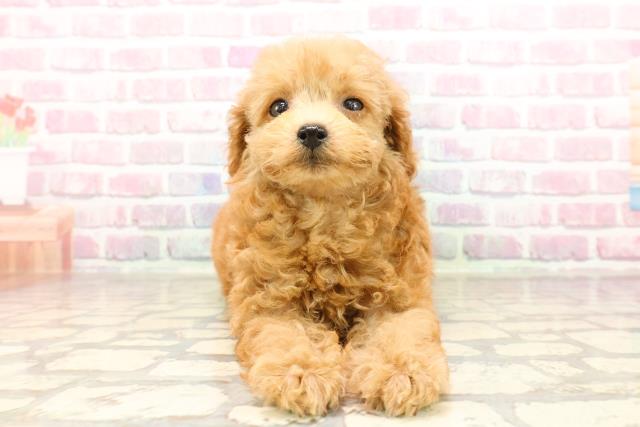 静岡県のトイプードル(トイ) (Coo&RIKU浜松店/2025年6月26日生まれ/女の子/アプリコット)の子犬の1枚目の画像