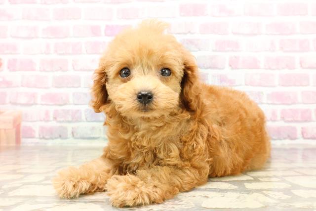 静岡県のトイプードル(トイ) (Coo&RIKU浜松店/2025年6月26日生まれ/女の子/アプリコット)の子犬の2枚目の画像