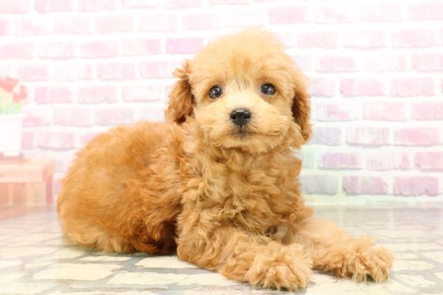 静岡県のトイプードル(トイ) (Coo&RIKU浜松店/2025年6月26日生まれ/女の子/アプリコット)の子犬の3枚目の画像