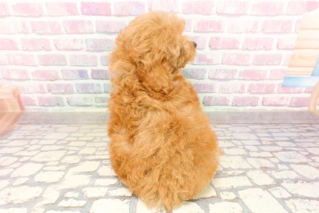 静岡県のトイプードル(トイ) (Coo&RIKU浜松店/2025年6月26日生まれ/女の子/アプリコット)の子犬の4枚目の画像