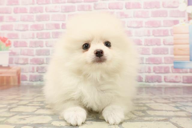 栃木県のポメラニアン (Coo&RIKU小山店/2025年6月30日生まれ/女の子/クリーム)の子犬の1枚目の画像