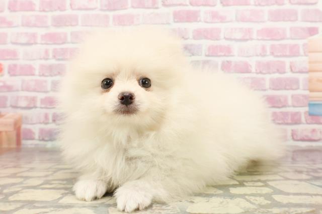 栃木県のポメラニアン (Coo&RIKU小山店/2025年6月30日生まれ/女の子/クリーム)の子犬の2枚目の画像