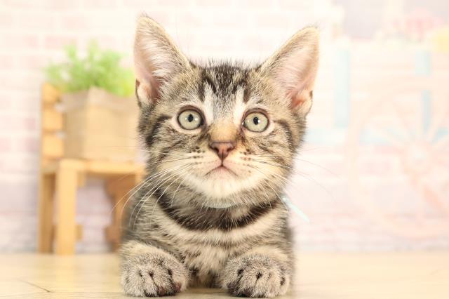 岐阜県のマンチカン (Coo&RIKU岐阜店/2025年6月28日生まれ/男の子/ブラウンタビー)の子猫の1枚目の画像