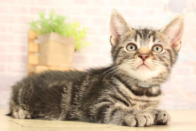 岐阜県のマンチカン (Coo&RIKU岐阜店/2025年6月28日生まれ/男の子/ブラウンタビー)の子猫の2枚目の画像