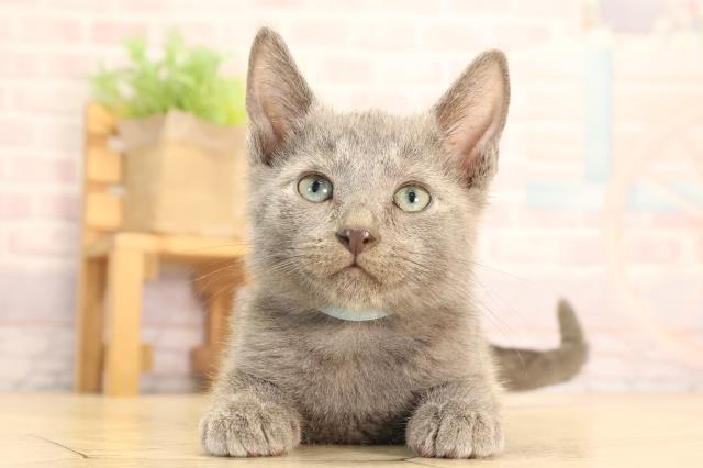 岐阜県のロシアンブルー (Coo&RIKU岐南店/2025年6月15日生まれ/男の子/ブルー)の子猫の1枚目の画像