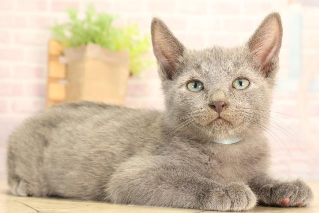 岐阜県のロシアンブルー (Coo&RIKU岐南店/2025年6月15日生まれ/男の子/ブルー)の子猫の2枚目の画像