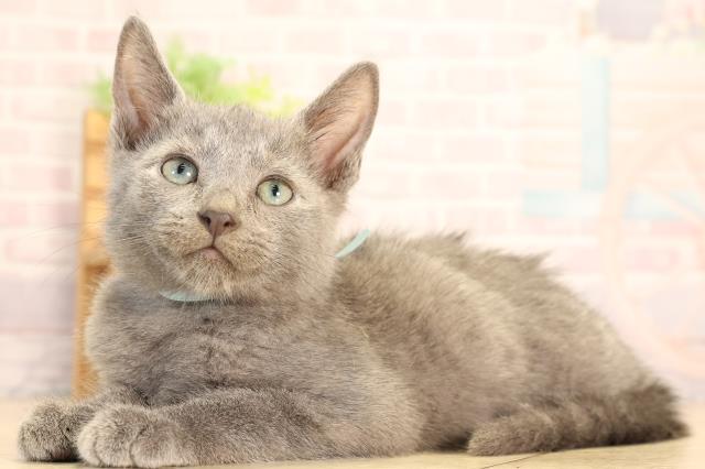 岐阜県のロシアンブルー (Coo&RIKU岐南店/2025年6月15日生まれ/男の子/ブルー)の子猫の3枚目の画像