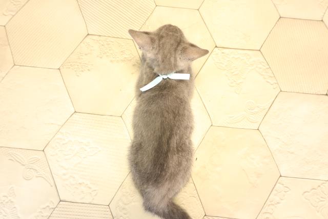 岐阜県のロシアンブルー (Coo&RIKU岐南店/2025年6月15日生まれ/男の子/ブルー)の子猫の4枚目の画像