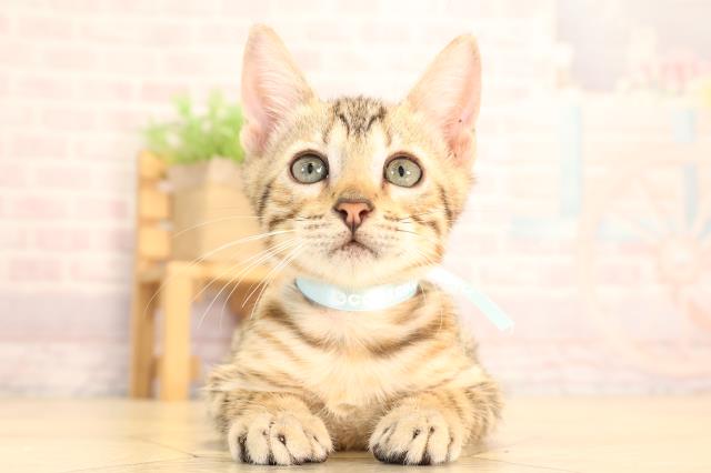 ベンガル