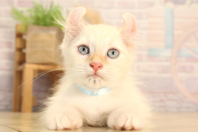 静岡県のキンカロー (Coo&RIKU静岡SBS通り店/2025年6月3日生まれ/男の子/クリーム)の子猫の1枚目の画像