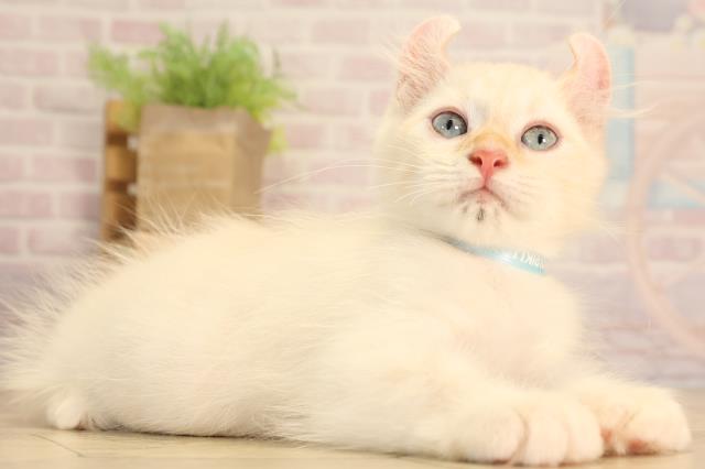 静岡県のキンカロー (Coo&RIKU静岡SBS通り店/2025年6月3日生まれ/男の子/クリーム)の子猫の2枚目の画像