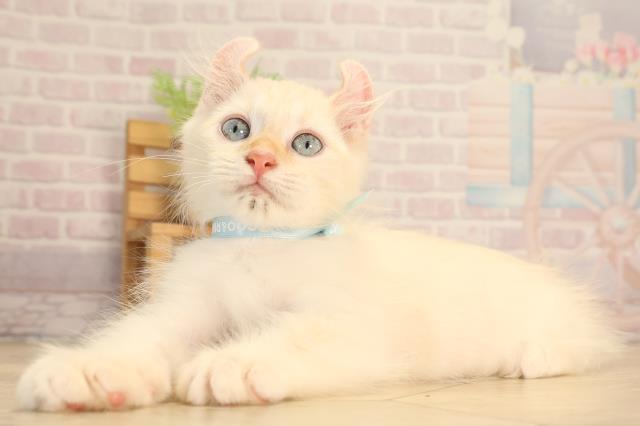 静岡県のキンカロー (Coo&RIKU静岡SBS通り店/2025年6月3日生まれ/男の子/クリーム)の子猫の3枚目の画像