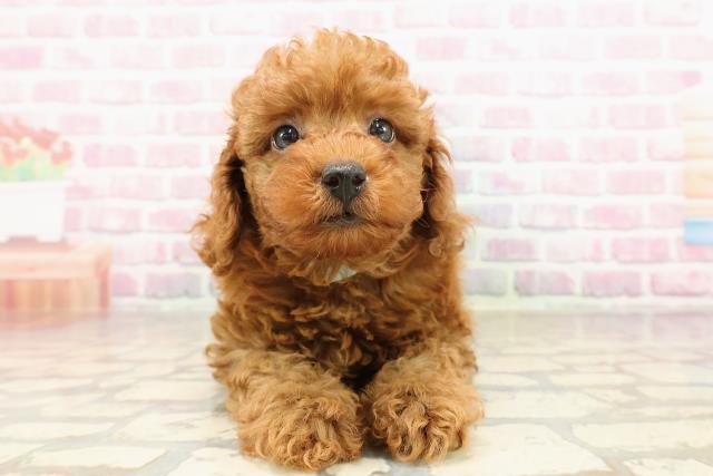 山形県のトイプードル(トイ) (Coo&RIKUイオンタウン酒田店/2025年6月29日生まれ/男の子/レッド)の子犬の1枚目の画像