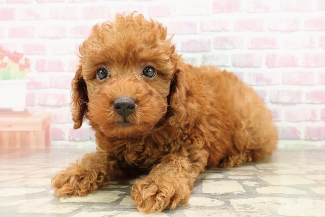 山形県のトイプードル(トイ) (Coo&RIKUイオンタウン酒田店/2025年6月29日生まれ/男の子/レッド)の子犬の2枚目の画像