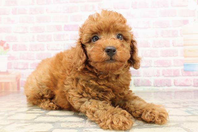 山形県のトイプードル(トイ) (Coo&RIKUイオンタウン酒田店/2025年6月29日生まれ/男の子/レッド)の子犬の3枚目の画像