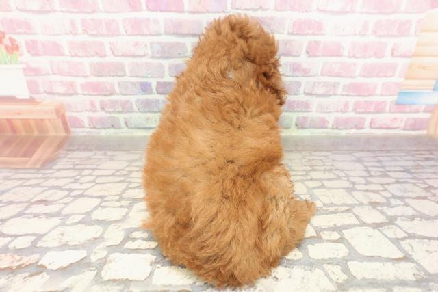 山形県のトイプードル(トイ) (Coo&RIKUイオンタウン酒田店/2025年6月29日生まれ/男の子/レッド)の子犬の4枚目の画像