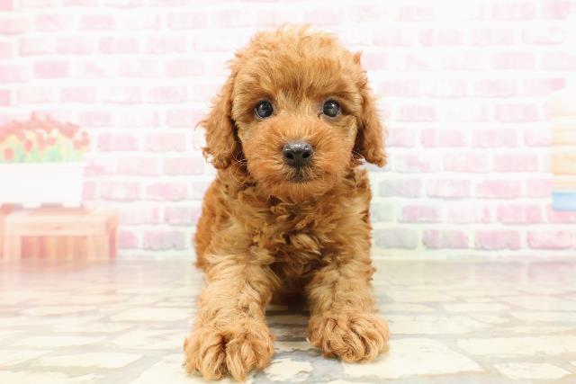 福島県のトイプードル(トイ) (Coo&RIKU福島店/2025年6月29日生まれ/男の子/レッド)の子犬の1枚目の画像