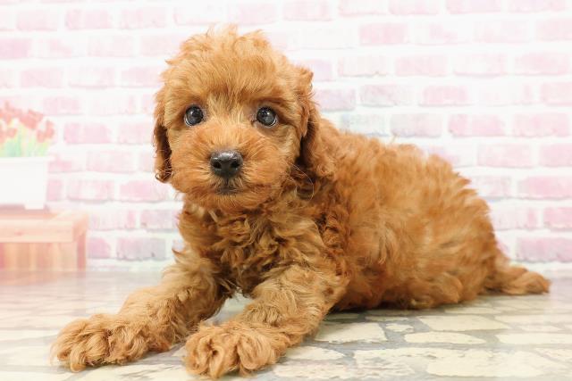 福島県のトイプードル(トイ) (Coo&RIKU福島店/2025年6月29日生まれ/男の子/レッド)の子犬の2枚目の画像