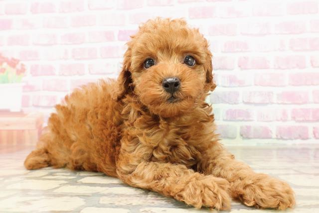 福島県のトイプードル(トイ) (Coo&RIKU福島店/2025年6月29日生まれ/男の子/レッド)の子犬の3枚目の画像