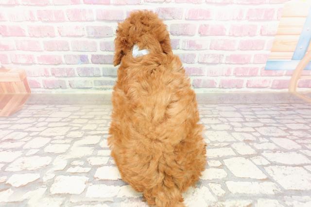 福島県のトイプードル(トイ) (Coo&RIKU福島店/2025年6月29日生まれ/男の子/レッド)の子犬の4枚目の画像
