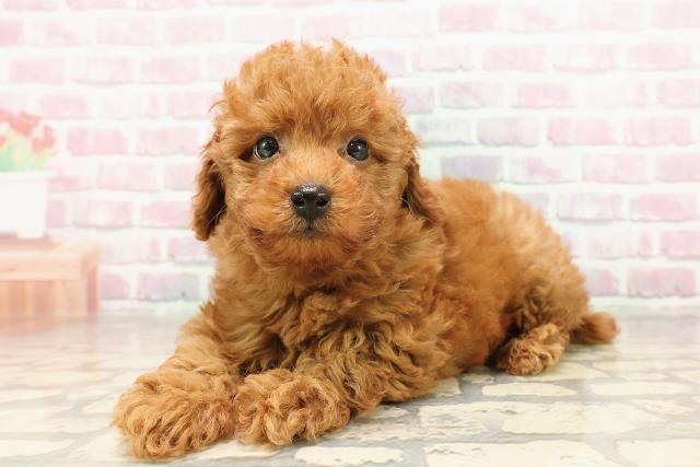 東京都のトイプードル(トイ) (Coo&RIKU東久留米店/2025年6月29日生まれ/男の子/レッド)の子犬の2枚目の画像