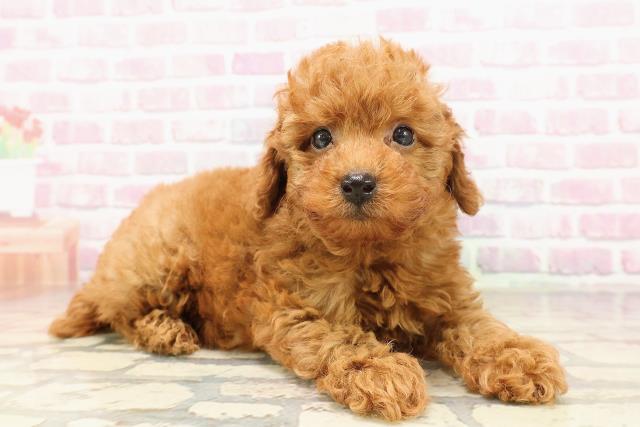 東京都のトイプードル(トイ) (Coo&RIKU東久留米店/2025年6月29日生まれ/男の子/レッド)の子犬の3枚目の画像