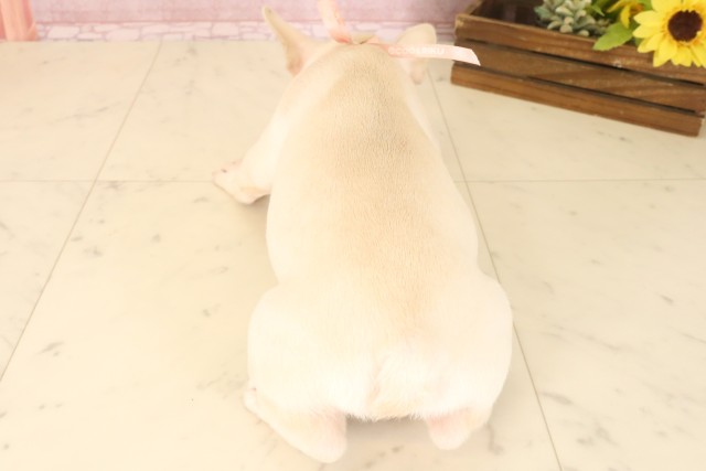 福岡県のフレンチブルドッグ (Coo&RIKU福岡東店/2025年6月30日生まれ/女の子/クリーム)の子犬の4枚目の画像
