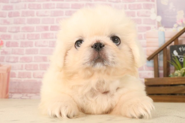 大分県のペキニーズ (Coo&RIKU大分店/2025年7月1日生まれ/男の子/ホワイト)の子犬