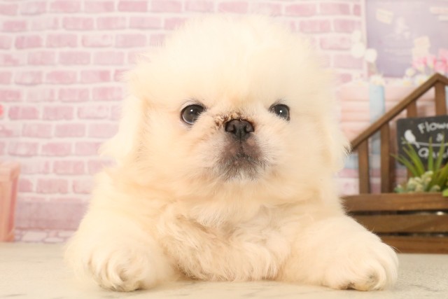 鹿児島県のペキニーズ (Coo&RIKU鹿児島店/2025年7月1日生まれ/男の子/ホワイト)の子犬