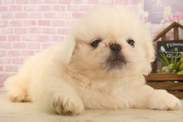 鹿児島県のペキニーズ (Coo&RIKU鹿児島店/2025年7月1日生まれ/男の子/ホワイト)の子犬の2枚目の画像
