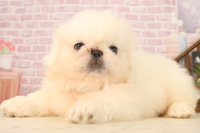 鹿児島県のペキニーズ (Coo&RIKU鹿児島店/2025年7月1日生まれ/男の子/ホワイト)の子犬の3枚目の画像