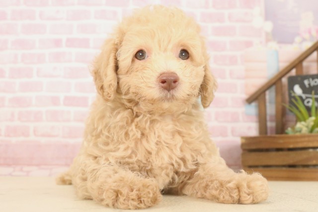 福岡県のトイプードル(トイ) (Coo&RIKU久留米店/2025年7月1日生まれ/男の子/ペールフォーン)の子犬