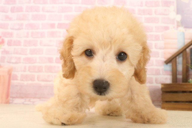 宮崎県のトイプードル(トイ) (Coo&RIKU宮崎店/2025年7月1日生まれ/女の子/ペールフォーン)の子犬の1枚目の画像