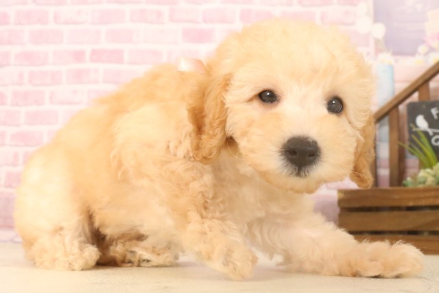 宮崎県のトイプードル(トイ) (Coo&RIKU宮崎店/2025年7月1日生まれ/女の子/ペールフォーン)の子犬の2枚目の画像