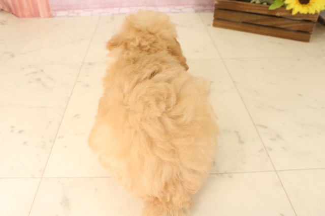 宮崎県のトイプードル(トイ) (Coo&RIKU宮崎店/2025年7月1日生まれ/女の子/ペールフォーン)の子犬の4枚目の画像