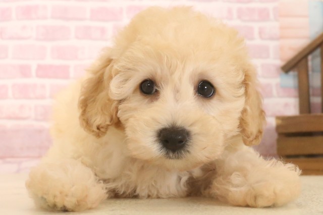 大分県のトイプードル(トイ) (Coo&RIKU大分店/2025年7月1日生まれ/女の子/ペールフォーン)の子犬