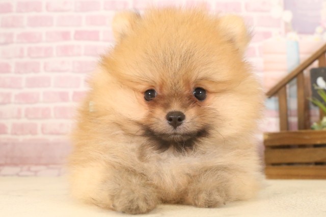 福岡県のポメラニアン (Coo&RIKU行橋店/2025年6月30日生まれ/男の子/オレンジ)の子犬