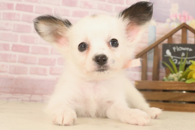 福岡県のパピヨン (Coo&RIKU筑後店/2025年7月1日生まれ/女の子/ホワイトブラウン)の子犬