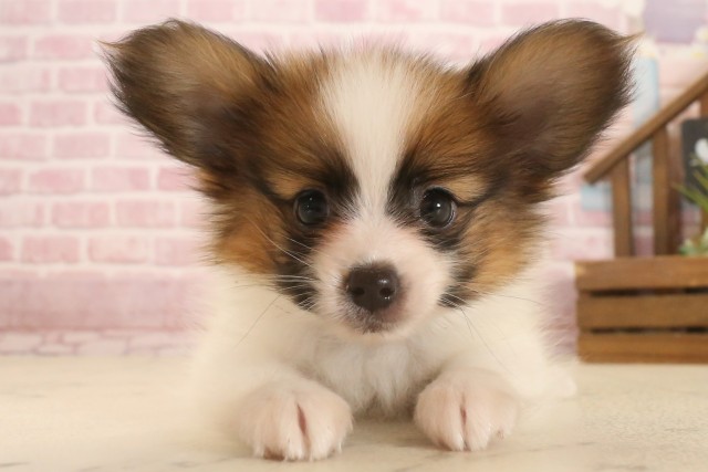 福岡県のパピヨン (Coo&RIKU福岡東店/2025年7月1日生まれ/男の子/ホワイトブラウン)の子犬