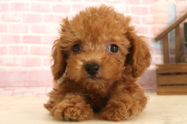 福岡県のトイプードル(トイ) (Coo&RIKU黒崎店/2025年7月2日生まれ/男の子/アプリコット)の子犬