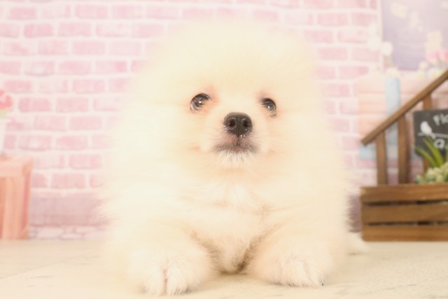 宮崎県のポメラニアン (Coo&RIKU宮崎店/2025年7月2日生まれ/男の子/クリーム)の子犬の1枚目の画像
