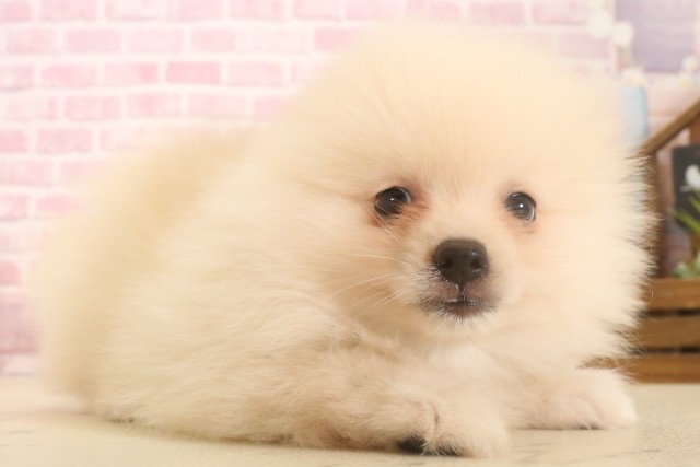 宮崎県のポメラニアン (Coo&RIKU宮崎店/2025年7月2日生まれ/男の子/クリーム)の子犬の2枚目の画像